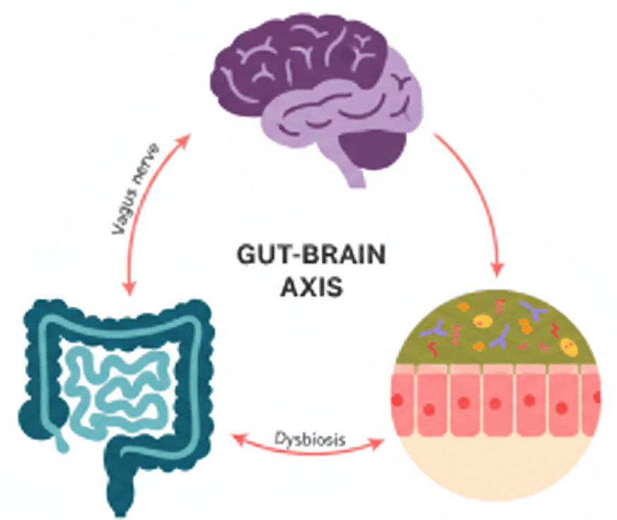 Gut Brain Axis